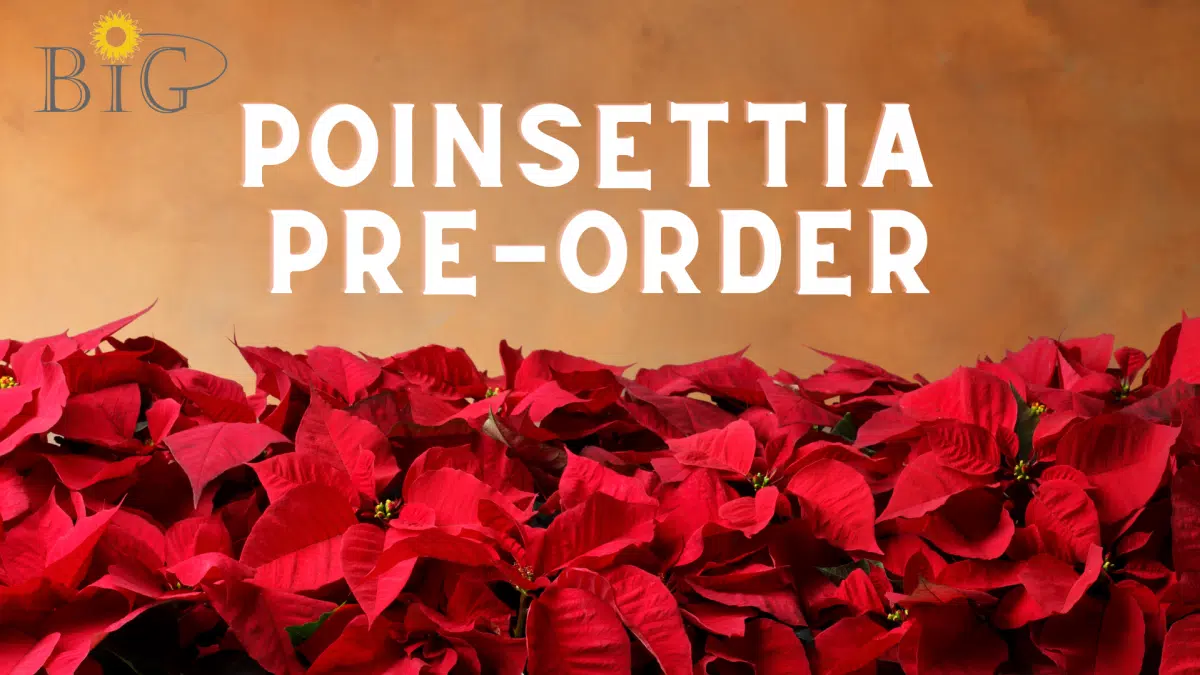 Brookwood In Georgetown (BiG) Poinsettia Pre-Order | Hello Georgetown