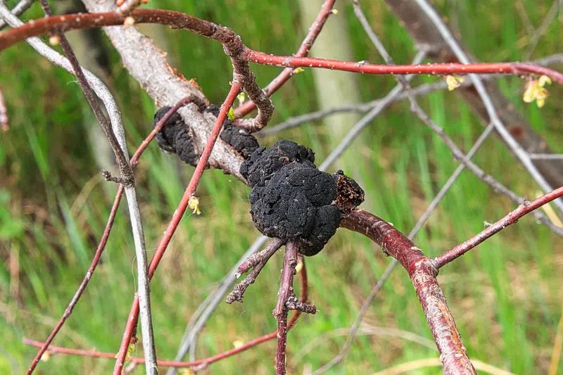 Town of Rocky advising residents to check for signs of Black Knot disease