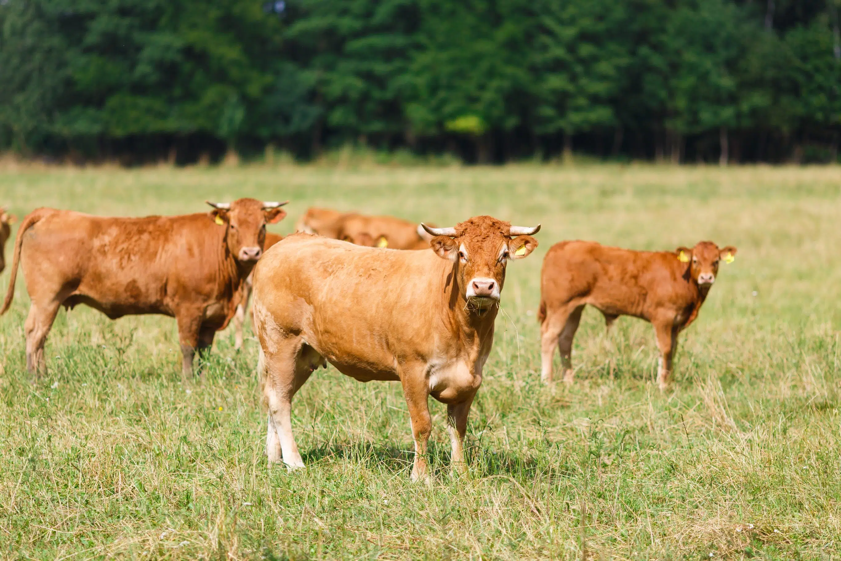 Clearwater County’s 20th Annual Cattlemen’s Day | 94.5 Rewind Radio