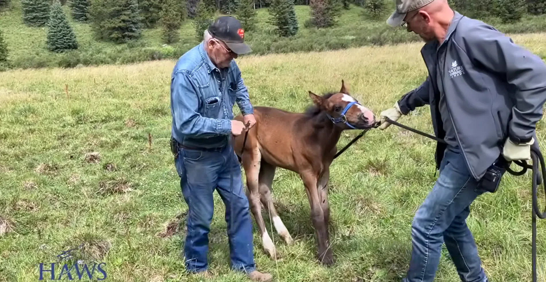 Wild horses advocacy group rescues foal after mother dies in Clearwater County