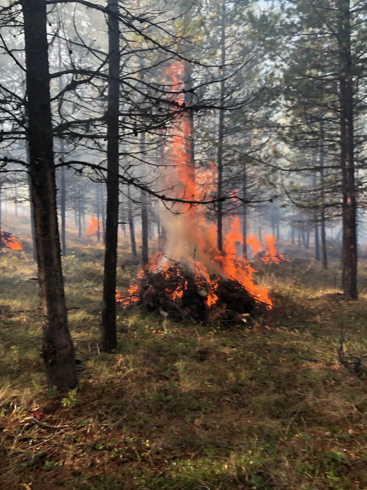 Wildfire risk reduction work in Kimberley Monday