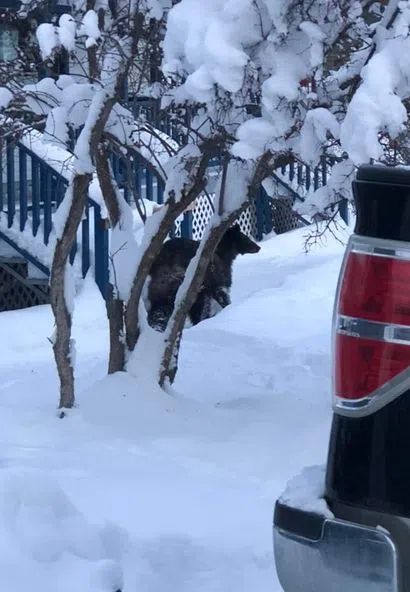 Bear spotted roaming snowy streets in Kimberley