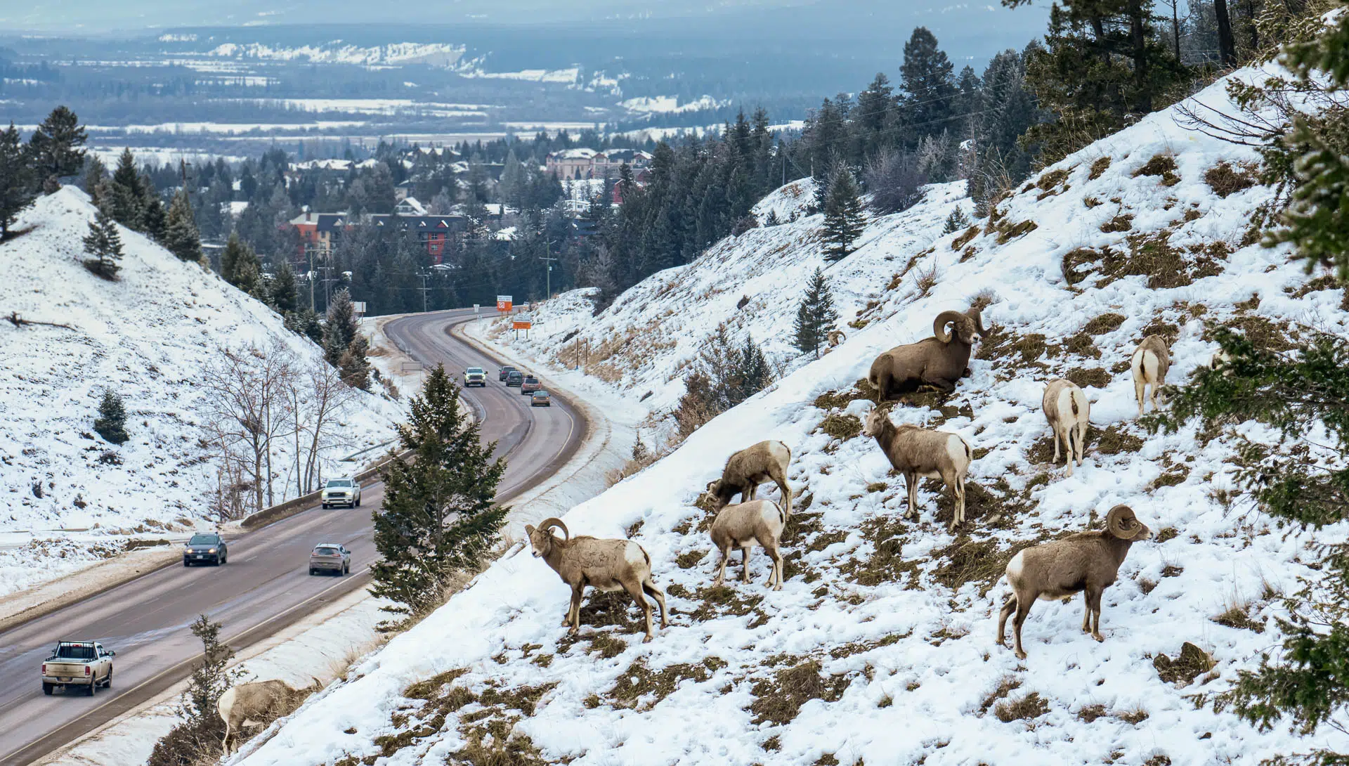 Wildsight raises concerns regarding highway mortality for Radium bighorn sheep