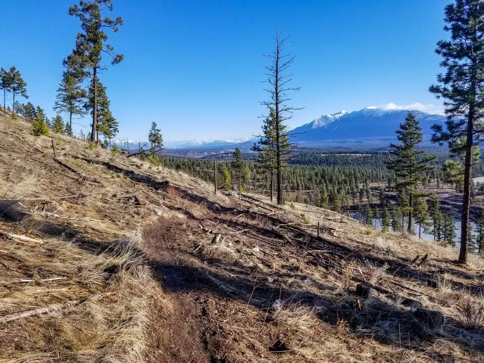 Volunteers removing barbed wire fencing from Cranbrook Community Forest Saturday