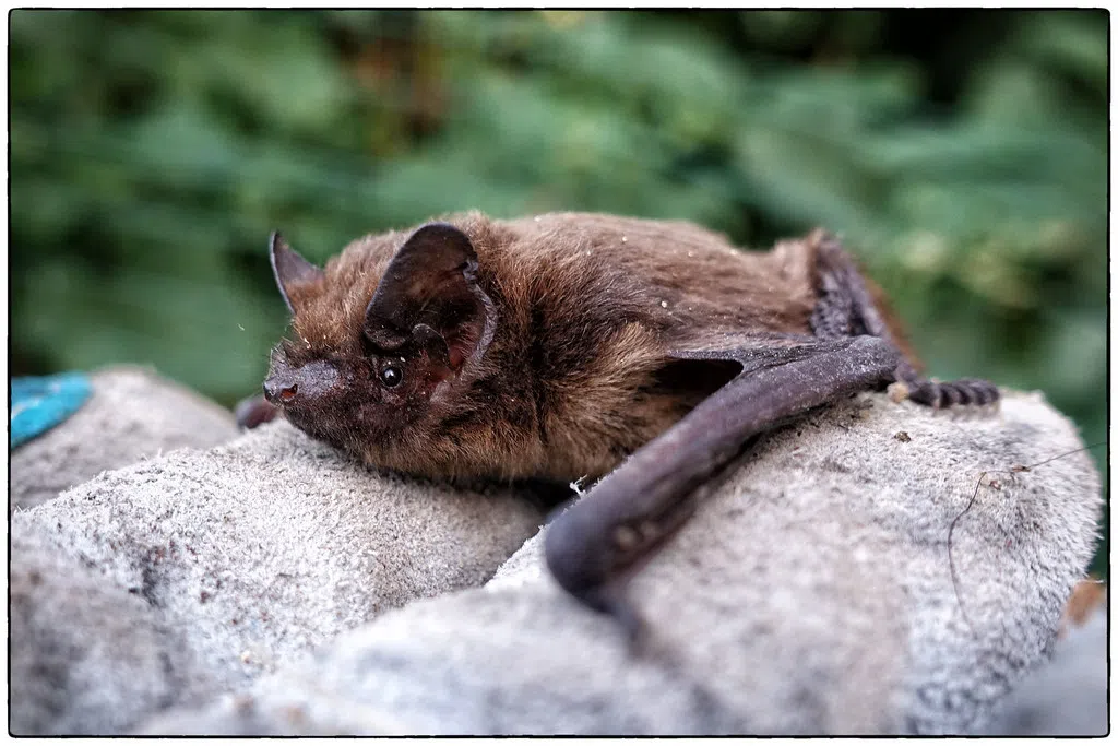 CBT supporting Wildlife Conservation Society Canada bat home project