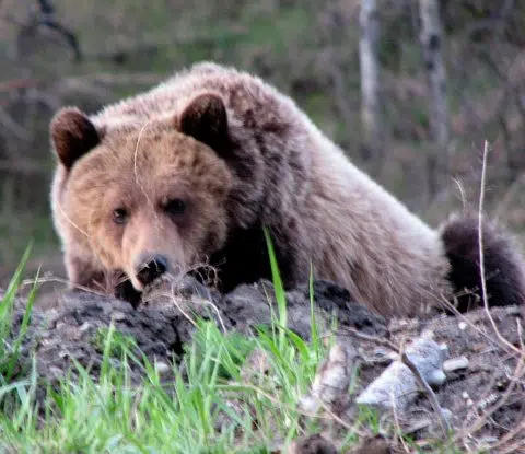Grizzly bear attack near Creston leaves man seriously injured