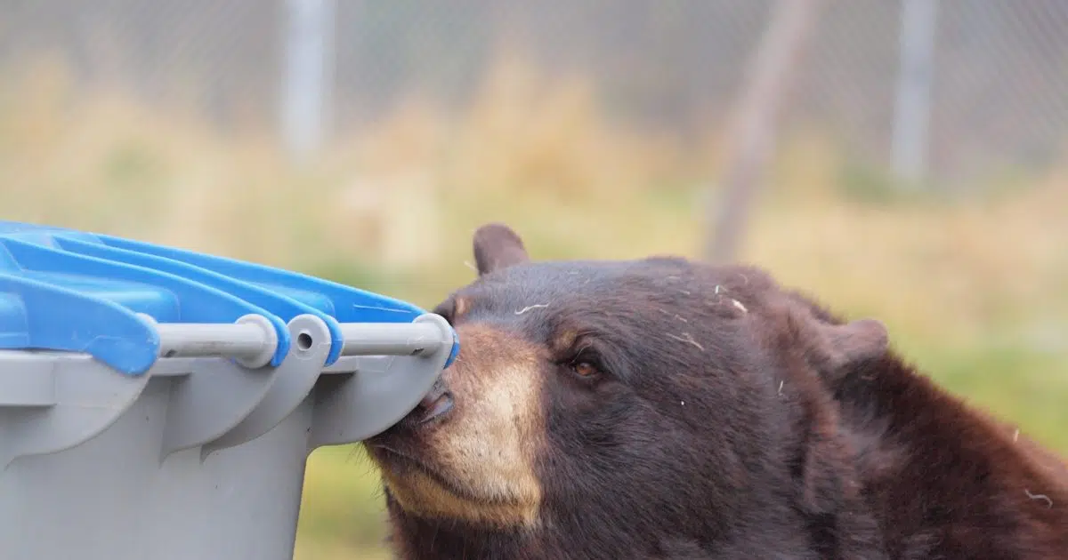 New funding to deter bears in the Elk Valley 102.9 Rewind Radio