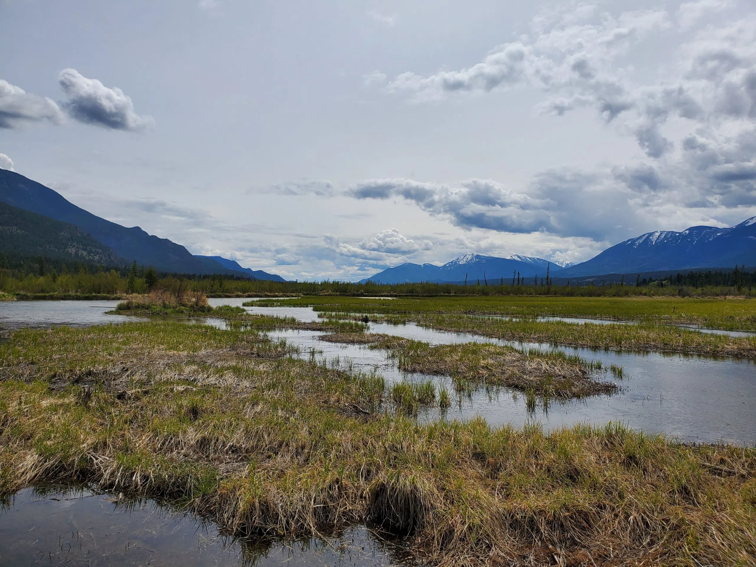 Kootenay wetland restoration boosts habitat for turtles ahead of World Turtle Day