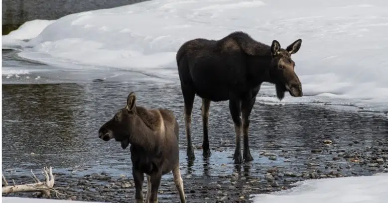 Fernie residents warned of moose and calves spotted in Annex Park