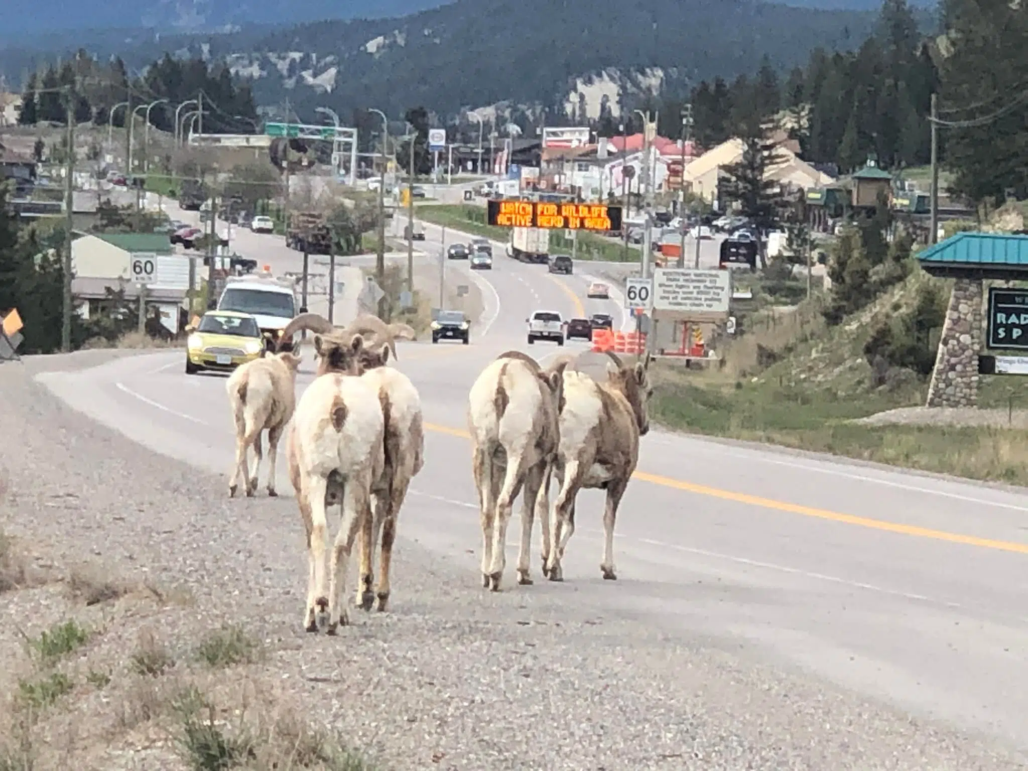 MLA Clovechok weighs in on Radium wildlife overpass