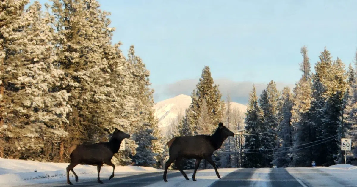 Wildlife tracking project aims to make Highway 3 safer