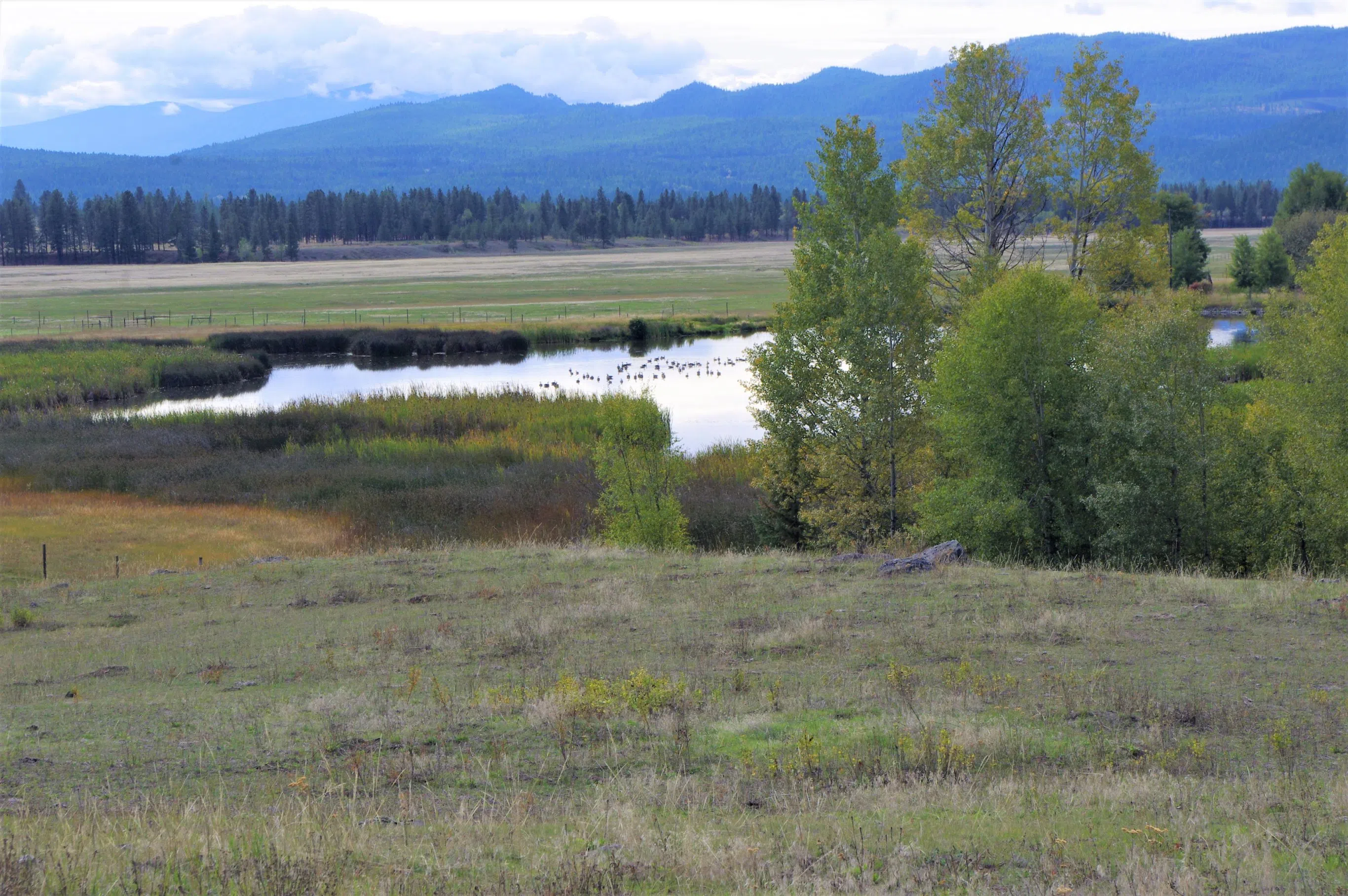 Nature Trust of BC launches fundraiser to boost conservation efforts in Wycliffe wildlife corridor