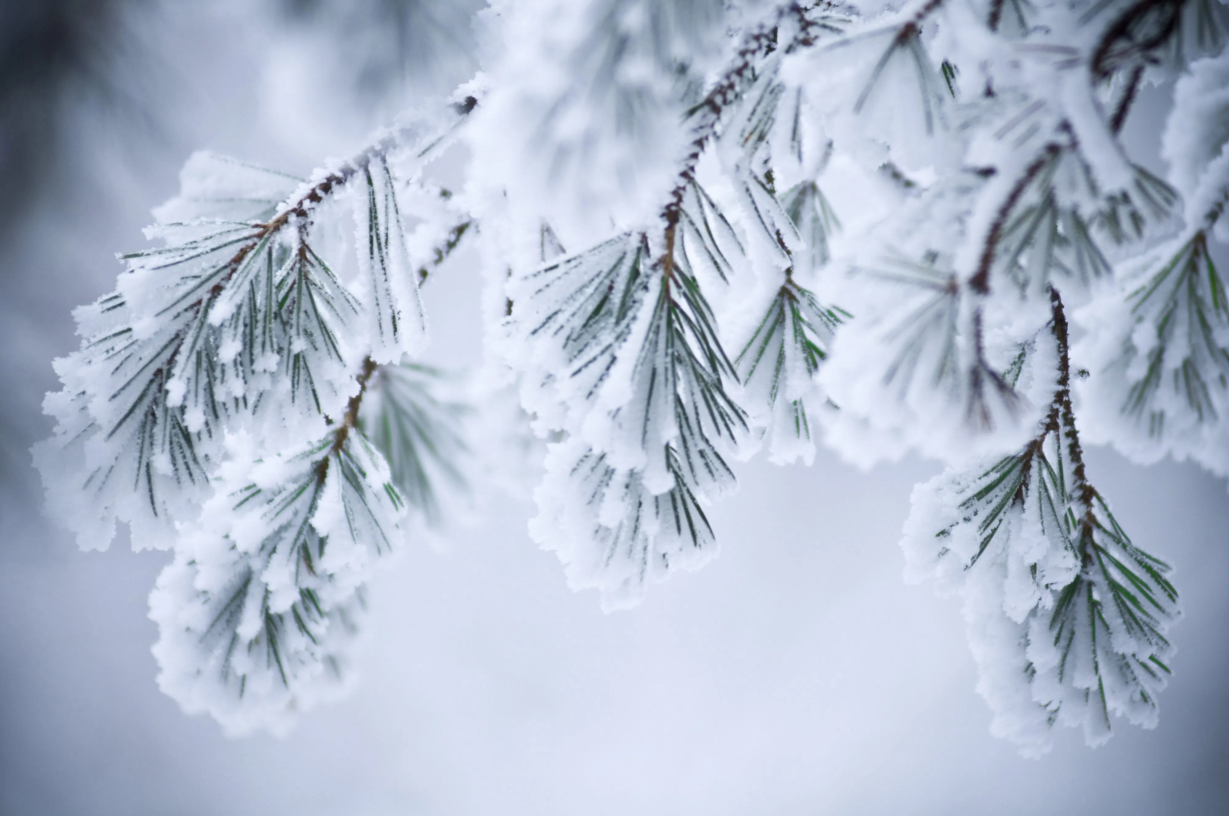 Snow forecast for Kootenay Pass