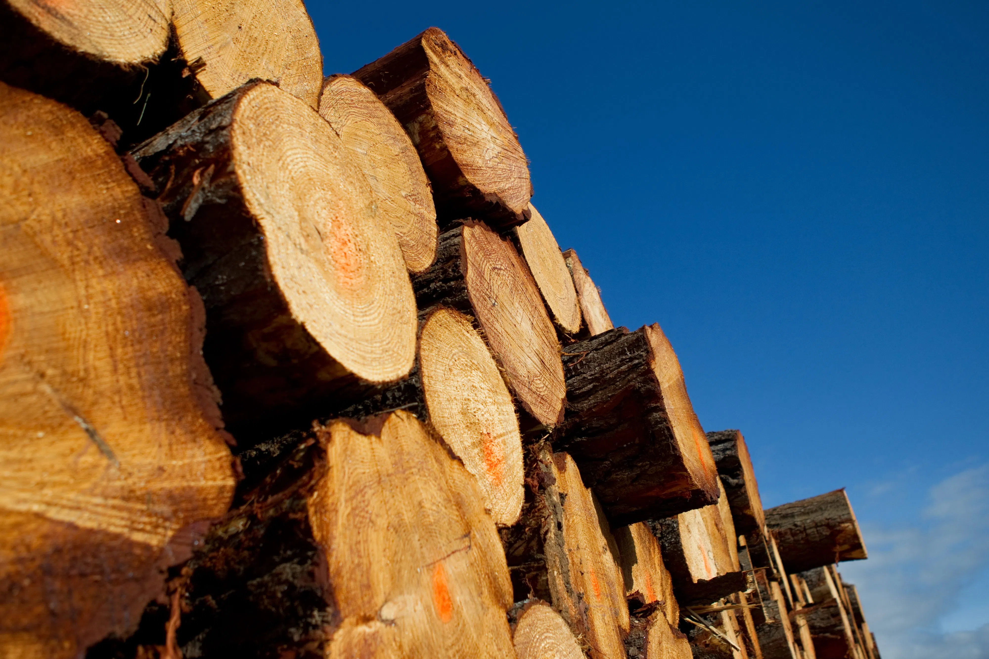 'Razor's edge of survival': Eby decries increasing softwood tariffs