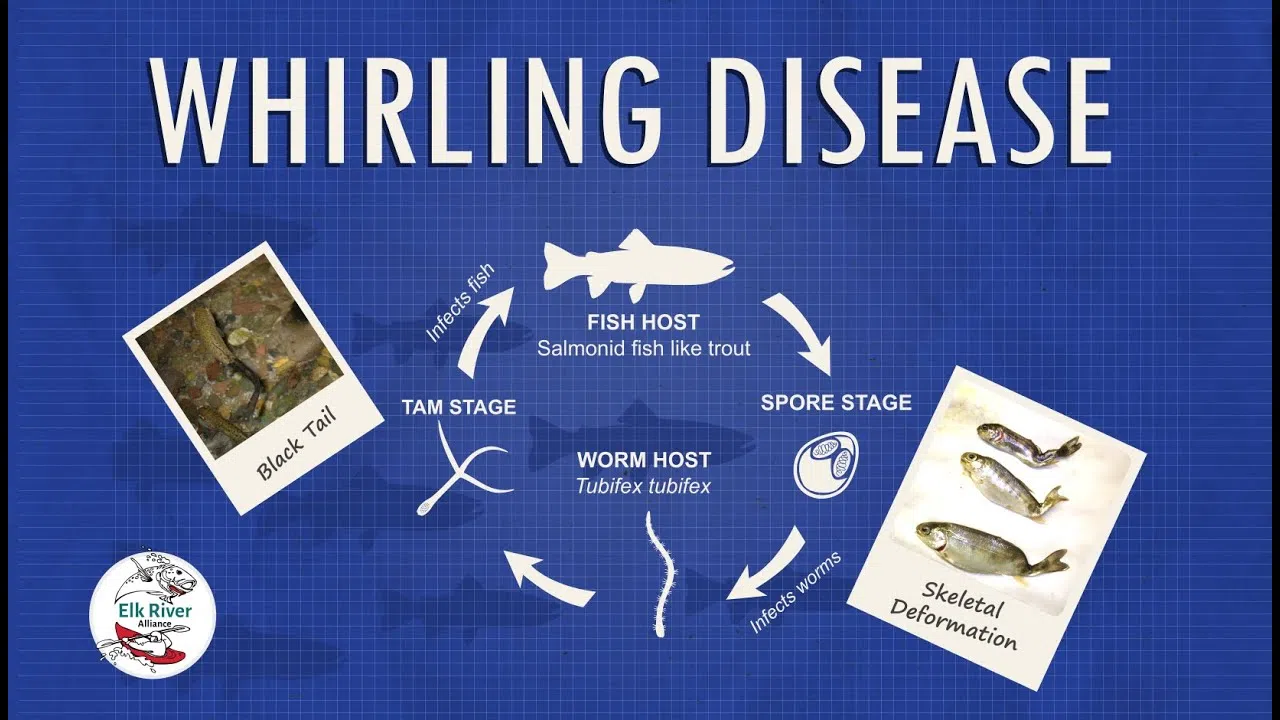 Whirling disease found in Kootenay Lake fish
