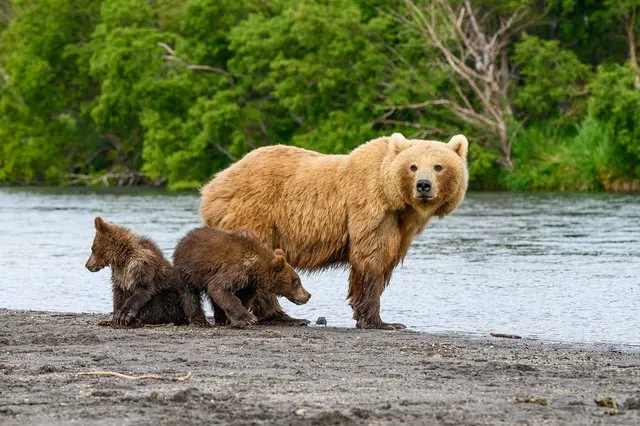 City of Fernie encouraging residents to avoid bear encounters