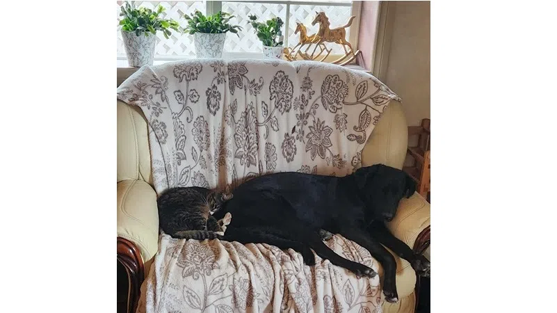 A year of healing: Gemma's journey from rescue to recovery
