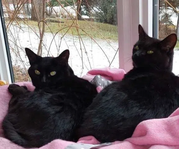Bonded cats seek new home after years in and out of foster care