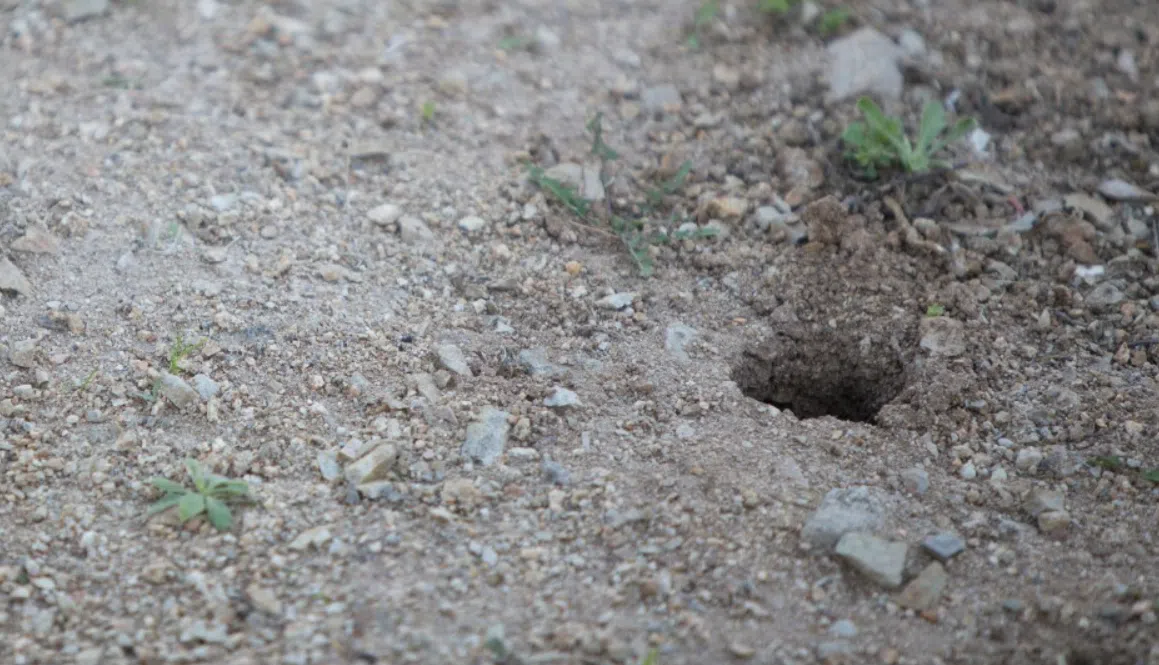 City of Fernie cuts down on gopher action