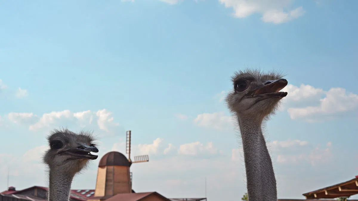 Concert raises awareness as B.C. ostrich farm faces federal cull order