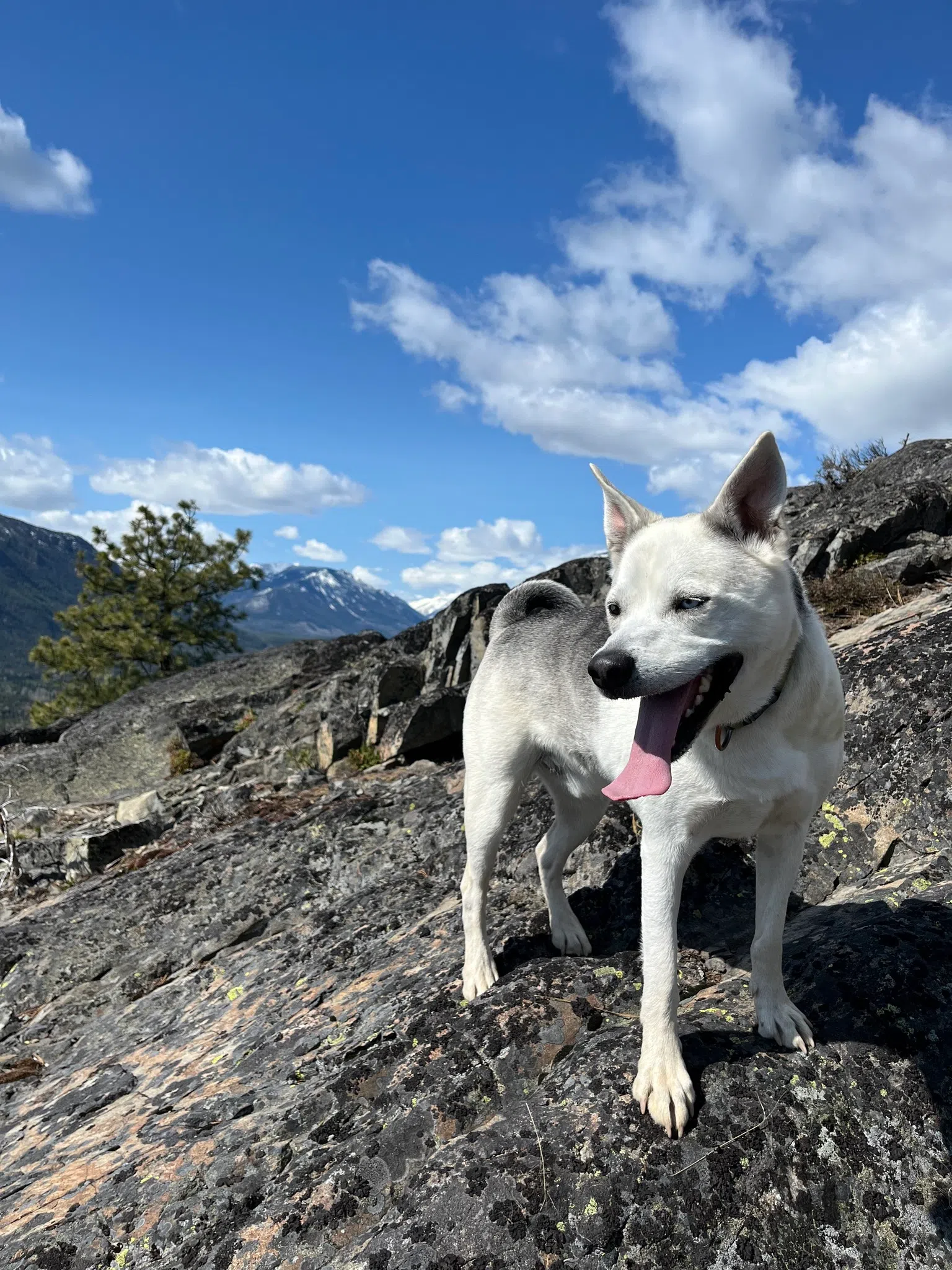 Cranbrook shelter finds homes for over 45 local animals since January 2025