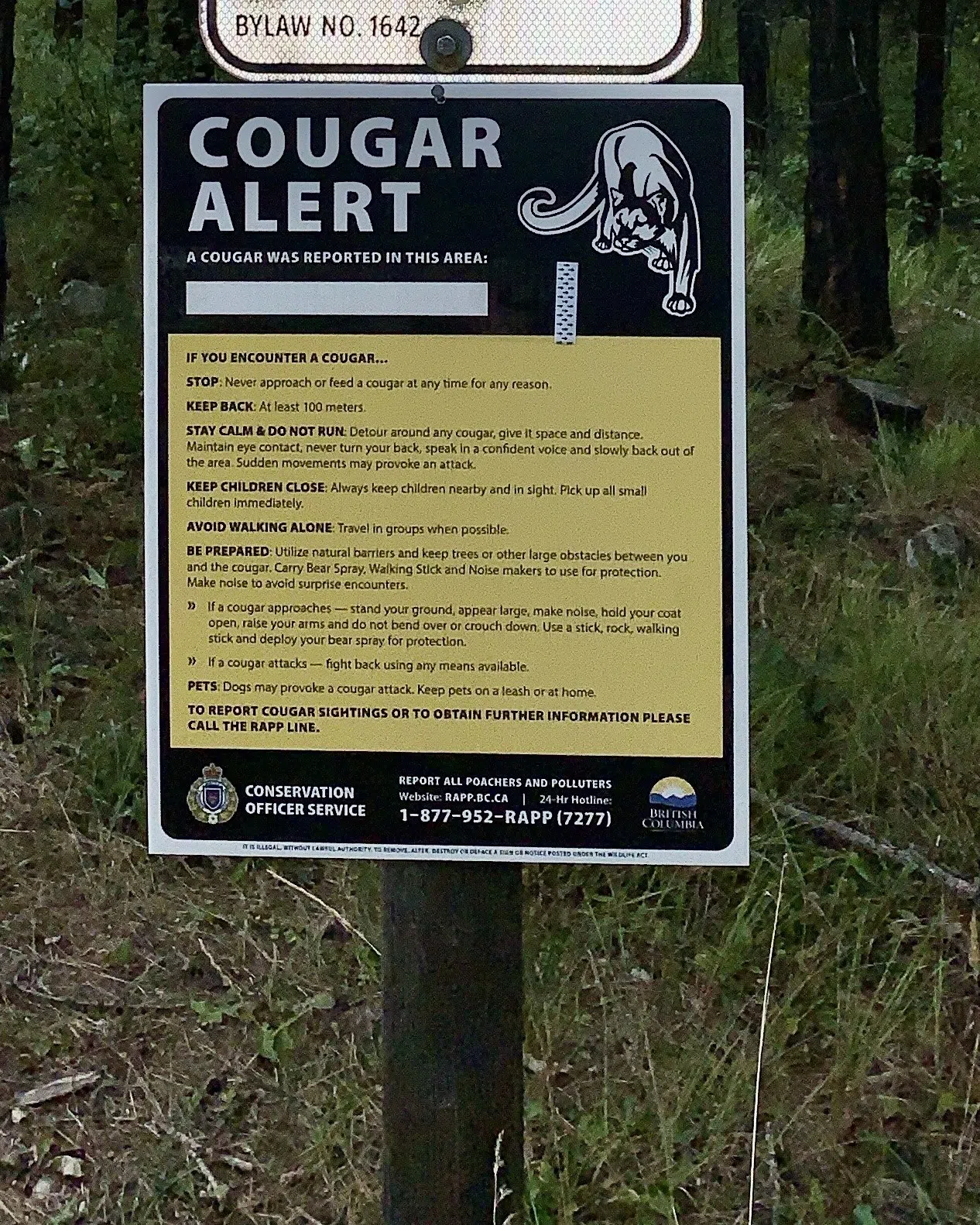 Multiple cougar sightings reported in Kimberley area