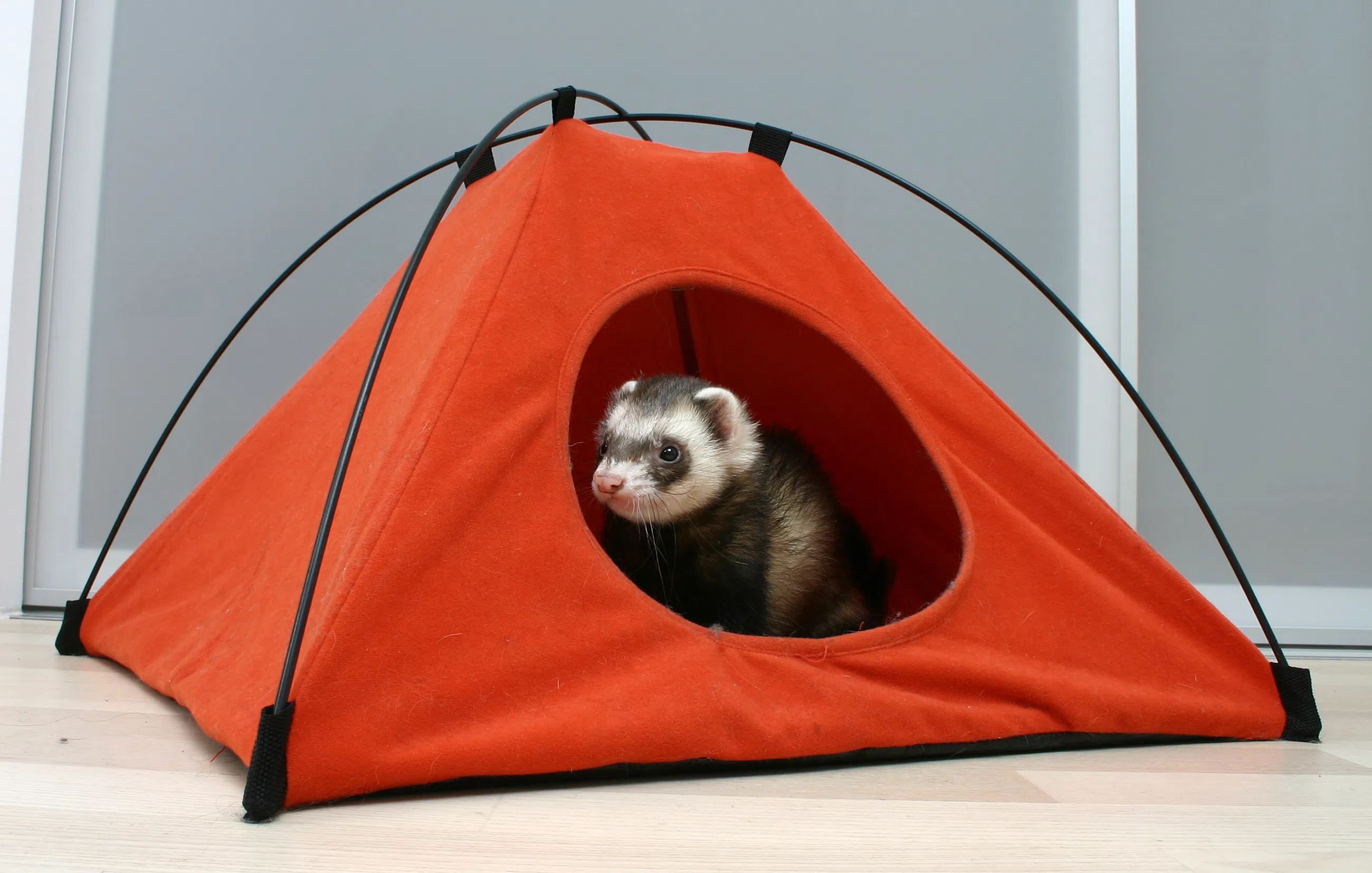 From ferrets to farm animals: Sparwood examines Animal Control Bylaw