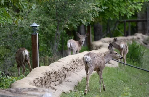 B.C. launching deer hunt near Cranbrook to control spread of wasting disease