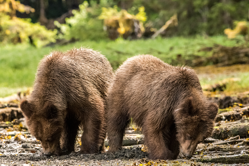 Residents reminded to reduce risk of wildlife conflicts
