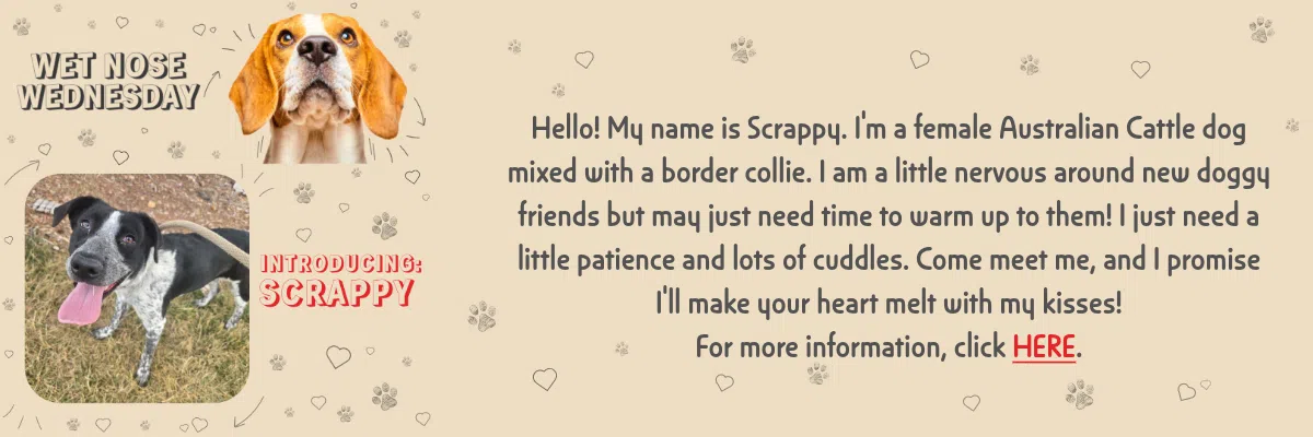 Feature: https://caspermas.org/