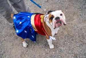 Dog-Costume