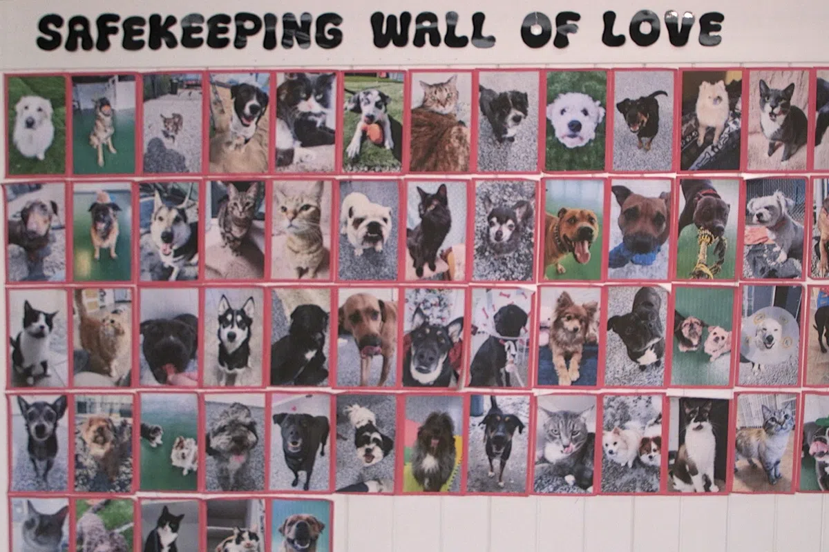 A wall that is decorated with the title SAFEKEEPING WALL OF LOVE and filled with numerous pets that have previously stayed with Parachutes For Pets at The Landing Pad.