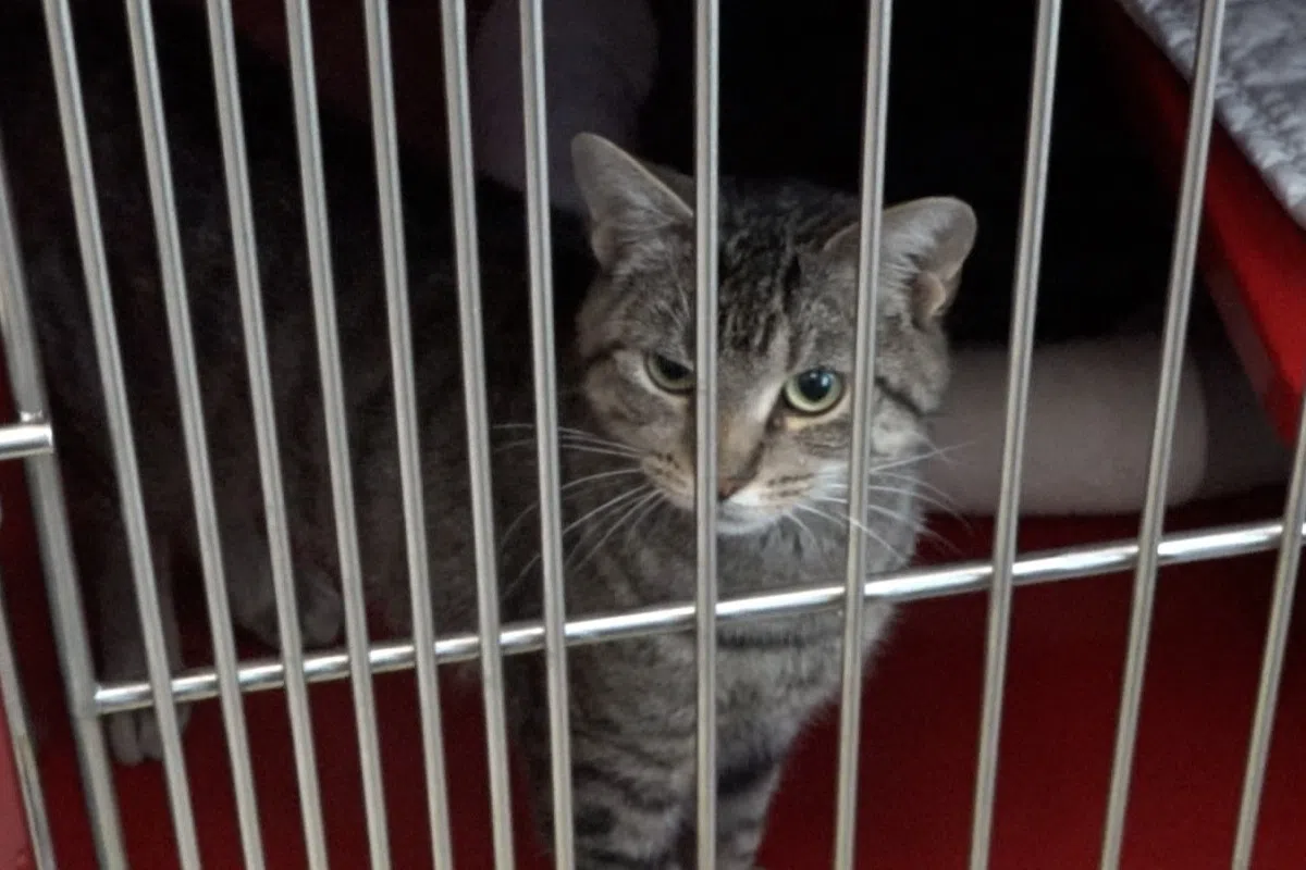 Megan the cat in standing in her kennel