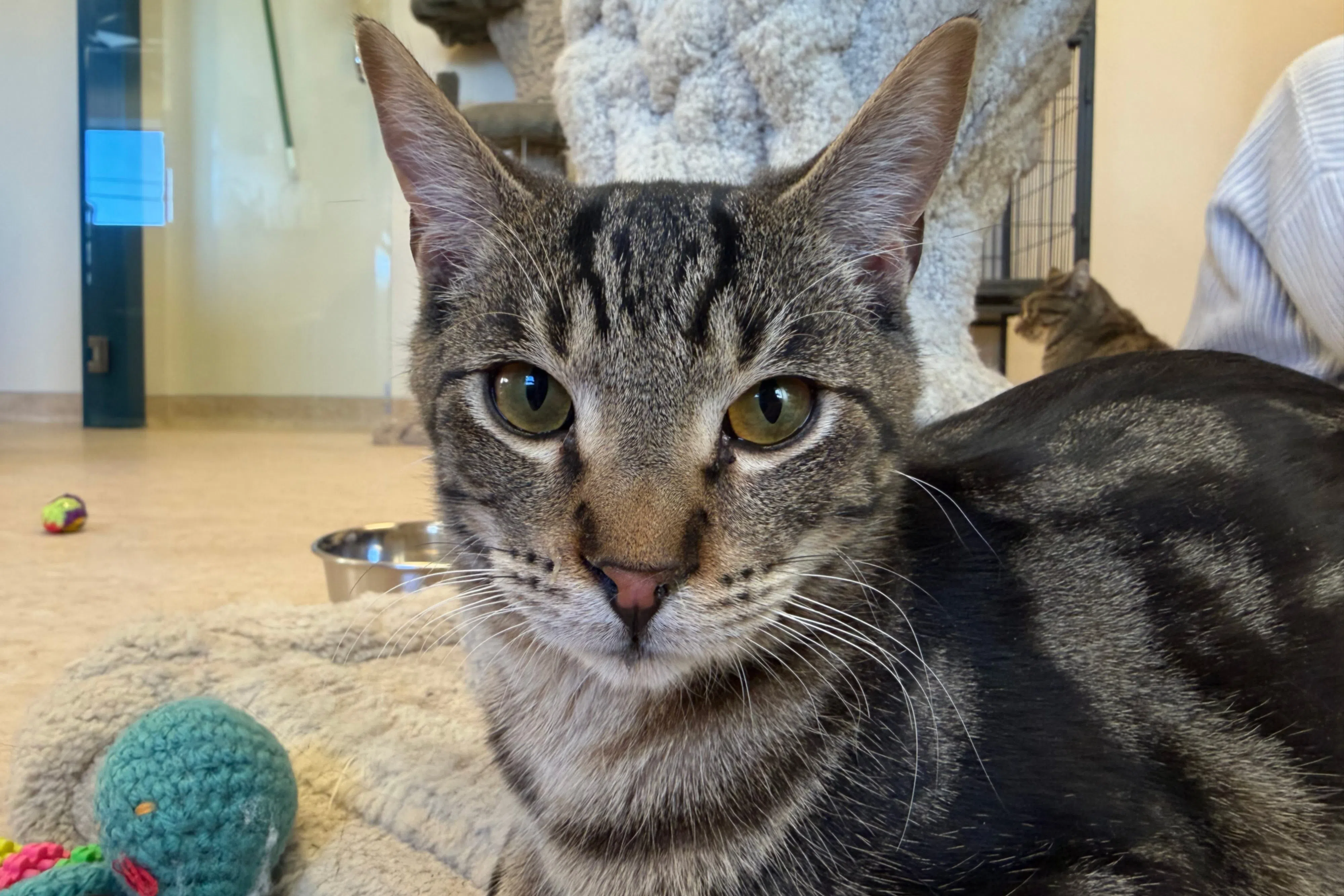 Close-up shot of a brown striped cat looking at the camera