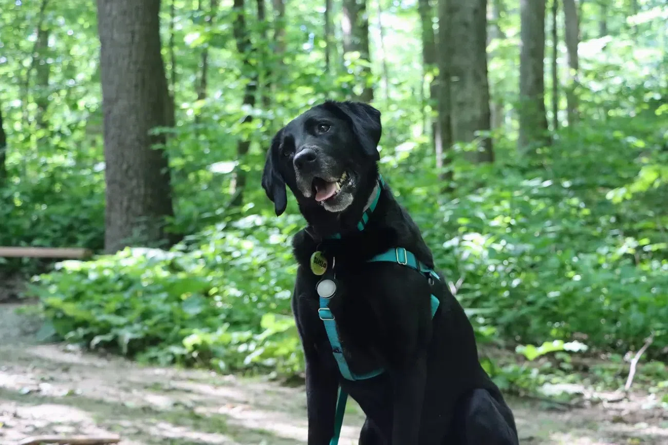 Mammoth Cave to host BARK Ranger Day Aug. 17 | Glasgow News 1