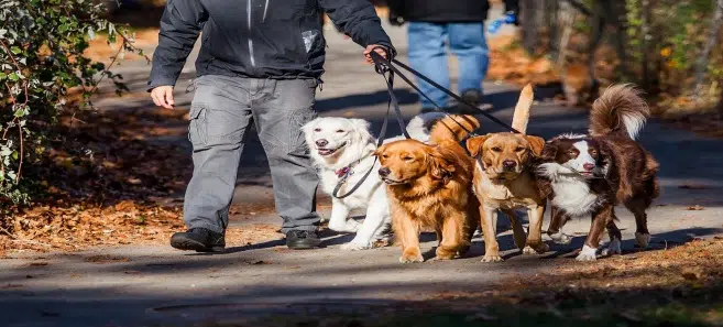 Updated Animal Control Bylaw Moves Ahead