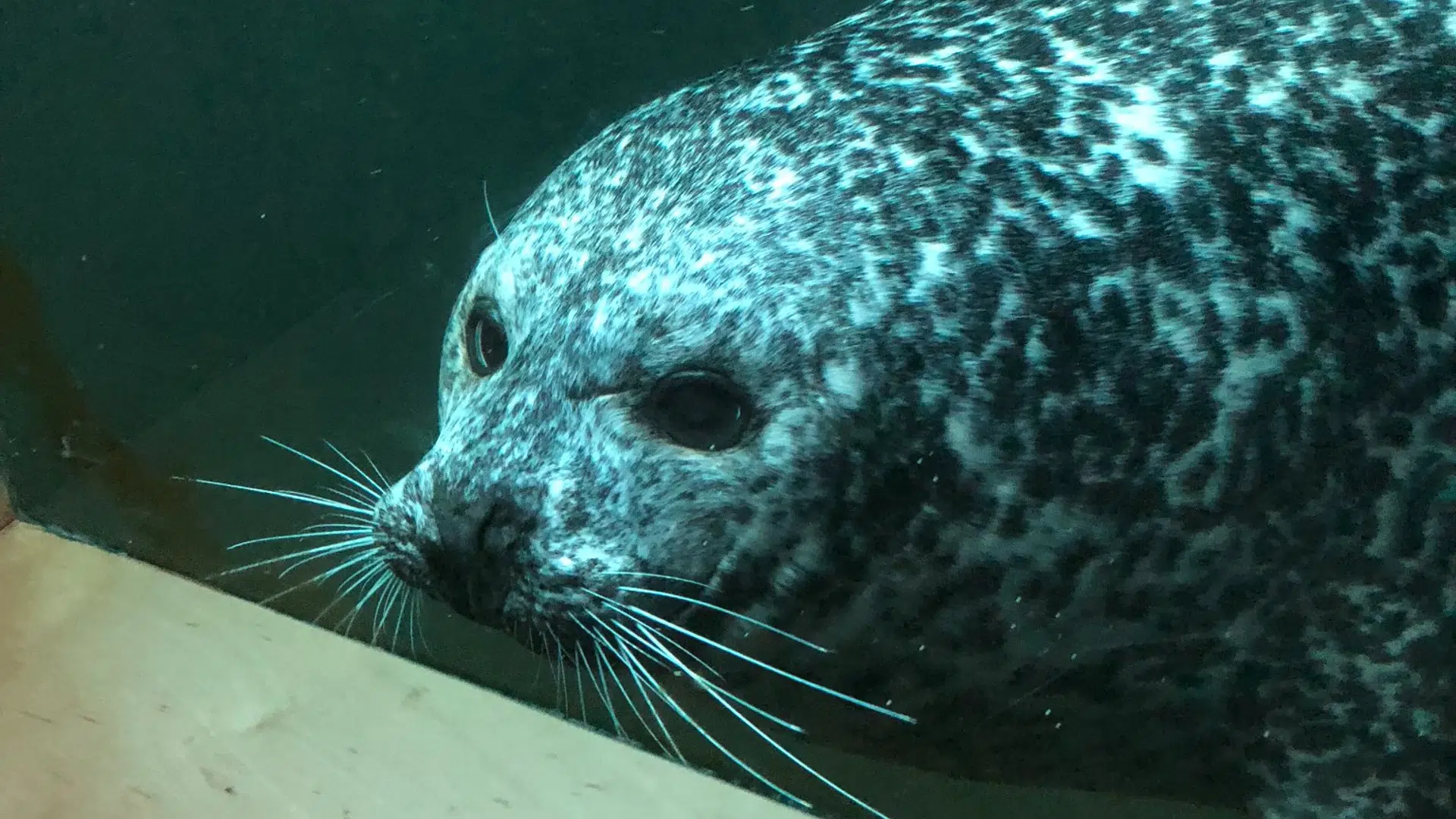 Science Centre Mourns Loss Of Harbour Seal