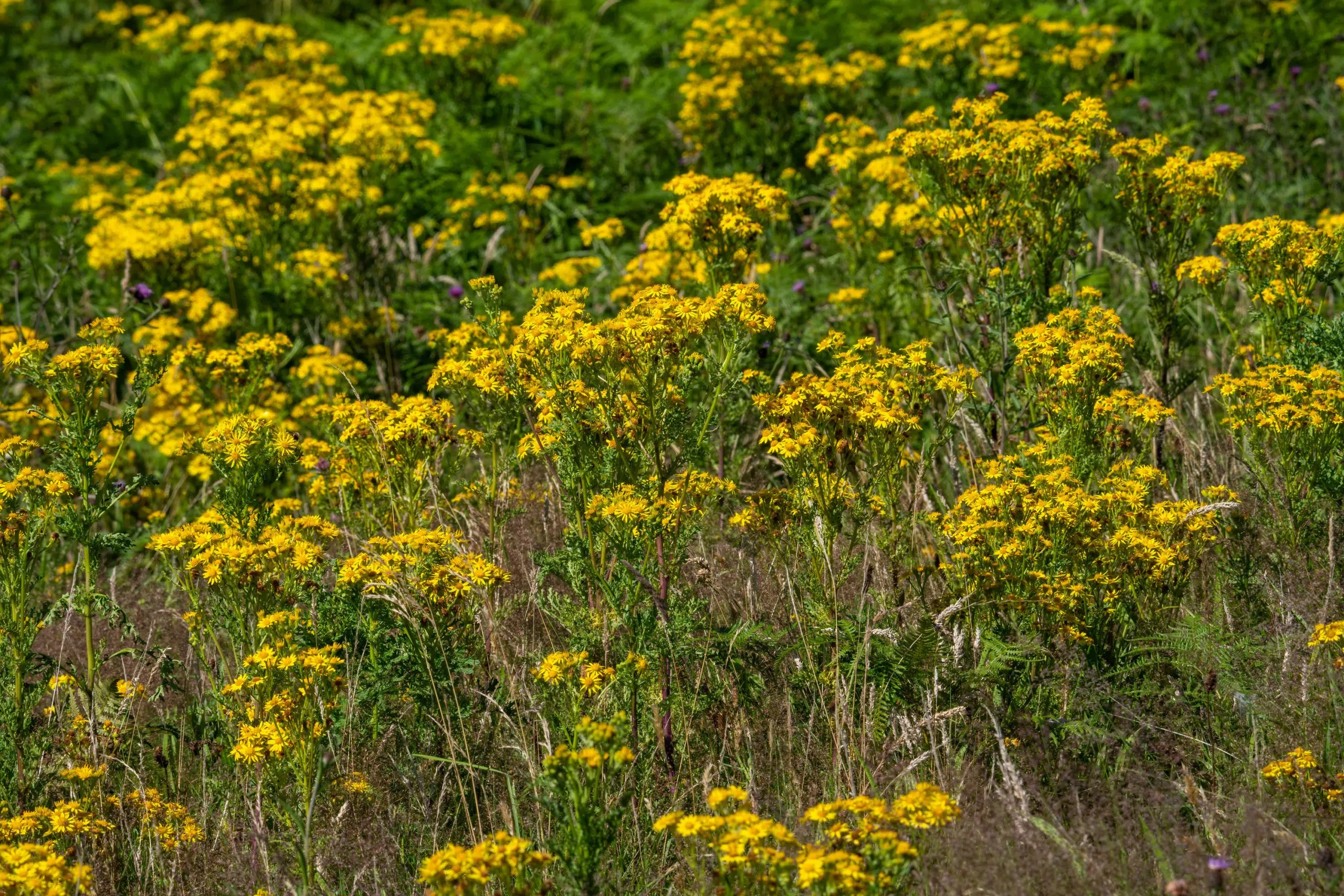 'Tansy Ragwort' A Nuisance In Yarmouth County