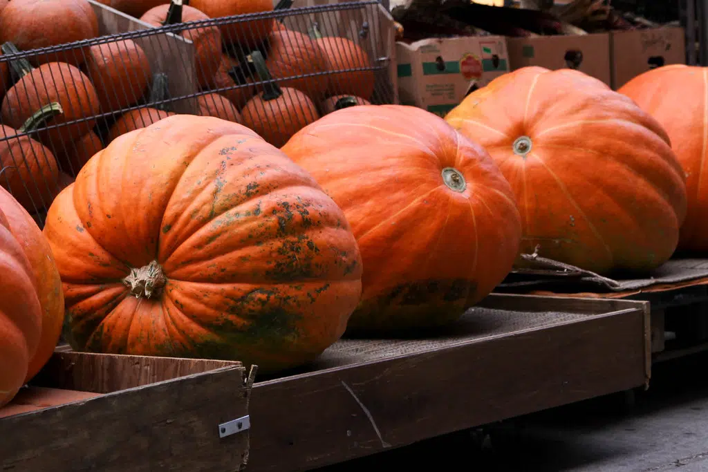 First ever Pumpkin Parade to be held on Saturday