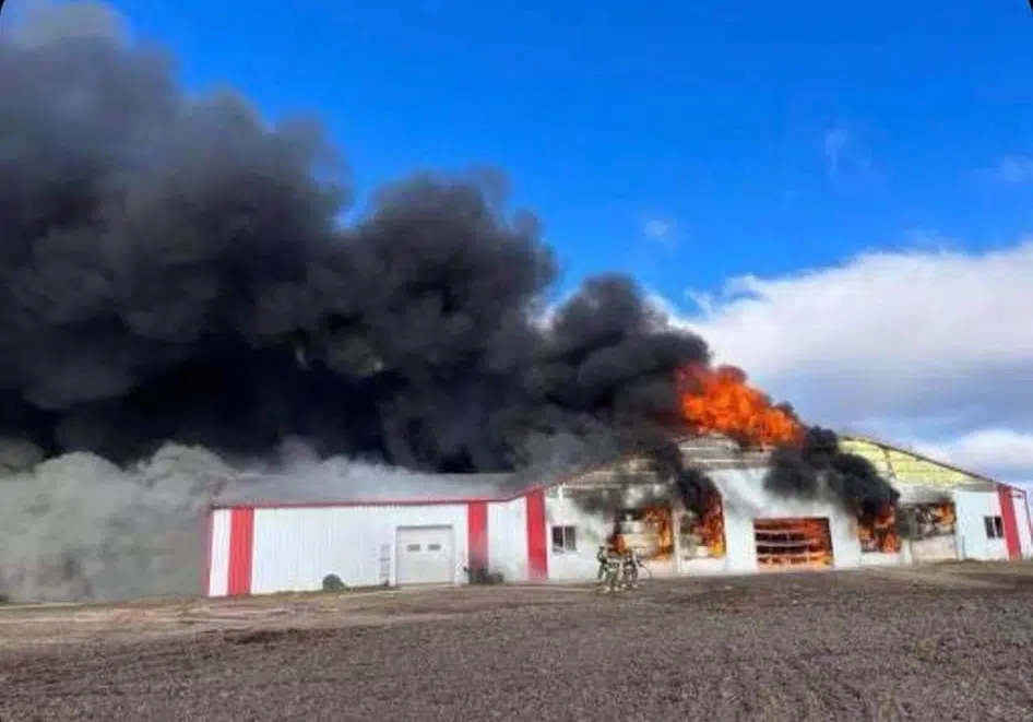 Farm Fire Redirects Cattle To Thunder Bay