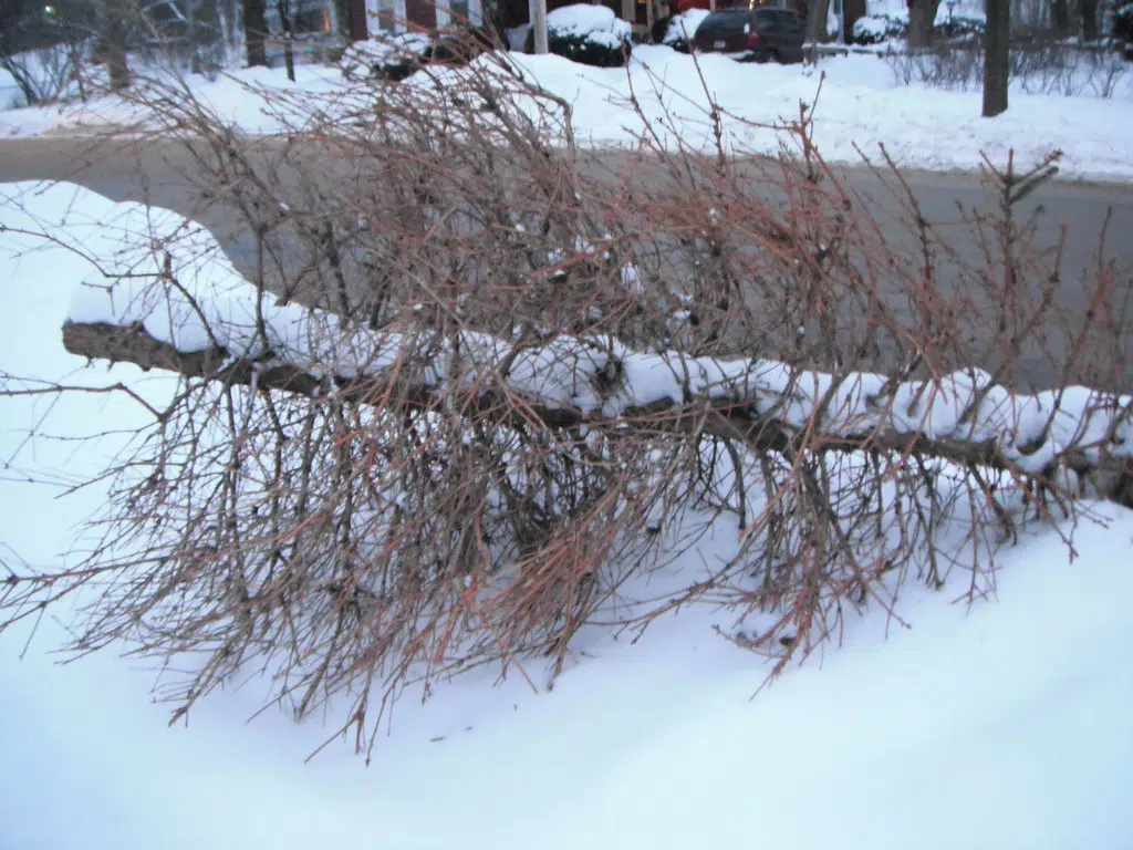 What To Do Now With Your (Formerly Alive) Real Christmas Tree