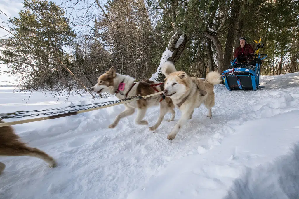 This Sunday's Winter FunDay: Dog Sledding