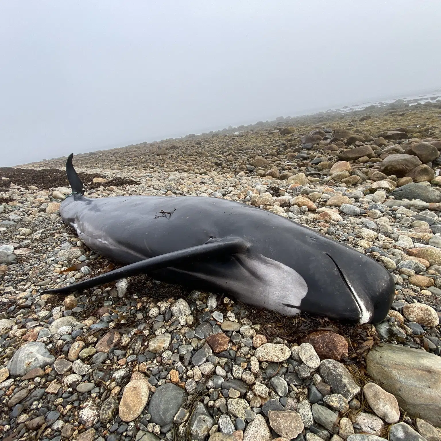 Dead Whale Washes Ashore In Wedgeport