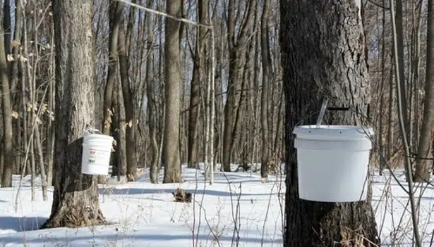 N.B. Maple Industry Eyes Expansion