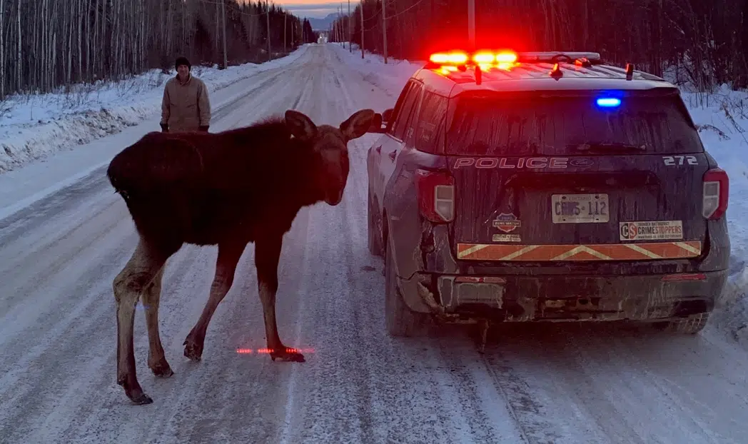 Police Issue Warning About An Area Moose