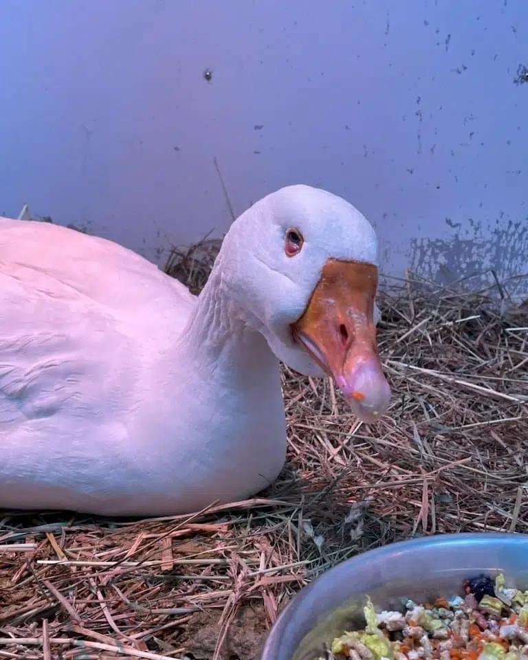 Famous Sullivan's Pond goose passes away