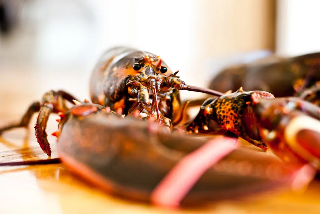 Lobsters stolen from Dipper Harbour wharf