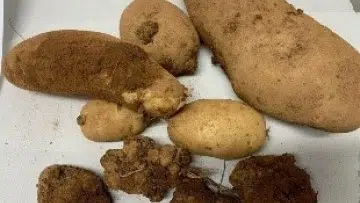 Potato wart not detected in 2022 national CFIA soil sampling survey