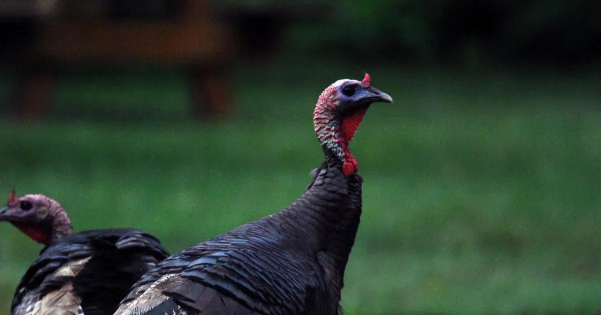 9,000 juvenile turkeys killed in Annapolis Valley barn fire | Y95.5