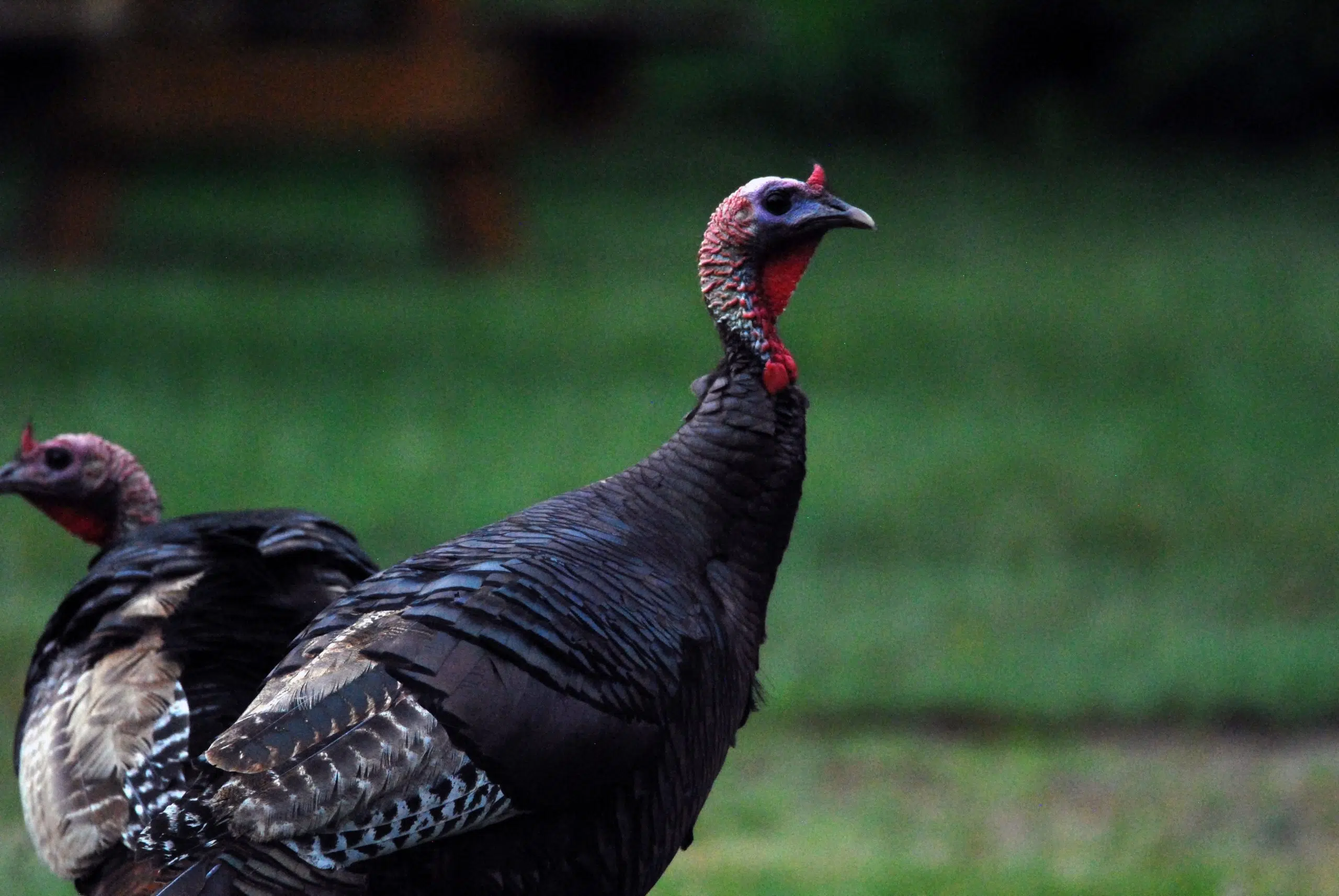 9,000 juvenile turkeys killed in Annapolis Valley barn fire